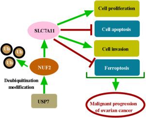 USP7-mediated NUF2 deubiquitination accelerates ovarian cancer progression through regulating SLC7A11 expression