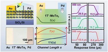 Photothermoelectric effect driven self-powered broadband photodetection in 1T′-MoTe2 with asymmetric electrodes†