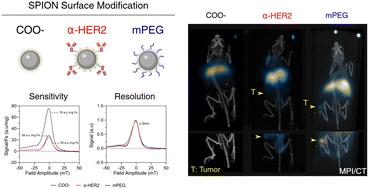 Comparative evaluation of polymer coated versus antibody modified SPIONs for tumor detection using magnetic particle imaging†