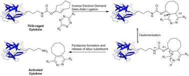 trans-Cyclooctene-caged-IL-1β immunocytokine-constructs ligated to unmodified nanobodies allow click-2-release-based control of cytokine activity†