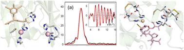 Metal-mediated peptide processing. How copper and iron catalyze diverse peptide modifications such as amidation and crosslinking