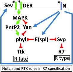 Roles played by Enhancer of split transcription factors in Drosophila R7 photoreceptor specification