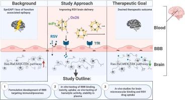 Immunoliposomes – a new therapeutic option to treat SynGAP1-associated epilepsy