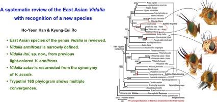A systematic review of the East Asian Vidalia Robineau-Desvoidy (Diptera: Tephritidae: Trypetini: Trypetina), with recognition of a new species