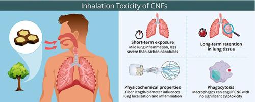 Inhalation toxicity of cellulose nanofibrils: A review of key findings and future directions