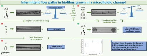 Intermittent flow paths in biofilms grown in a microfluidic channel