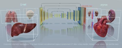 Automated volumetric estimation of six basic thoracic and abdominal organs in postmortem computed tomography data using deep learning techniques