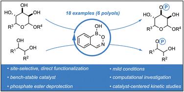 Selective monophosphorylation of cyclic diols and polyols via hemiboronic acid catalysis†