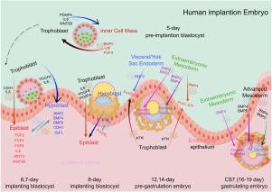 Investigating the dynamic signaling pathways involved in the specialization and differentiation of epiblast cells in early human embryos