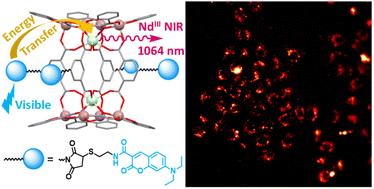 Novel lanthanide(iii)/gallium(iii) metallacrowns with appended visible-absorbing organic sensitizers for molecular near-infrared imaging of living cells†