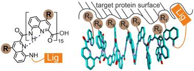 Structure-based design of an aromatic helical foldamer–protein interface†
