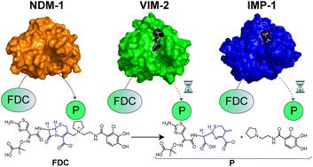 Cefiderocol “under siege”? Understanding the rise of NDM-mediated resistance to novel agents†
