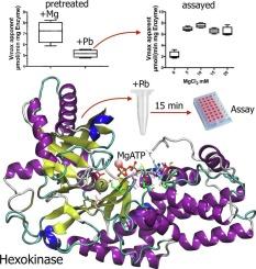 Yeast hexokinase inactivation by lead and its reversion by magnesium as one possible aspect of lead toxicity