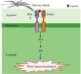 Laodelphax striatellus salivary sheath protein Lsactin triggers defense response in plants