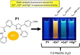 First-in-class hydrazone–pyrazoline sensors for selective detection of Zn2+, Cd2+, and Hg2+ in aqueous environments†