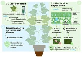 Elucidating nano-Cu interactions in grapevine leaves: formulation-dependent foliar affinity, uptake, and leaf persistence over time†
