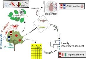 Augmentative releases of insectary-reared lacewings for aphid control in apples