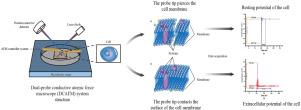 Measurement of cell electrical signal by dual-probe atomic force microscopy