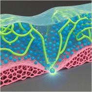 Cation-driven hydrogen bond dynamics in energy storage hydrogel electrolytes: unraveling ion-water-carbon interactions†