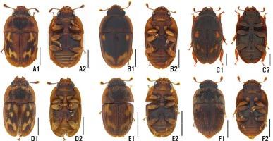 Review of subfamily Cryptarchinae Thomson, 1859 (Coleoptera: Nitidulidae) in Korea (Part II: Genus Cryptarcha Shuckard, 1839)