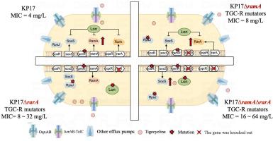 Elucidating adaptive compensatory tigecycline resistance mechanisms of RamA, RarA and SoxS in Klebsiella pneumoniae