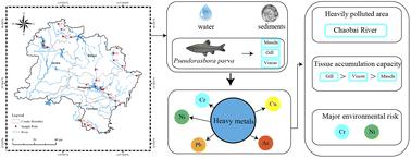 Distribution and potential ecological risks of heavy metals in water, sediments, and fish in the main rivers and reservoirs in Rizhao, China†