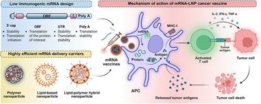 Harnessing dendritic cells as immunological bridges to potentiate mRNA cancer vaccines