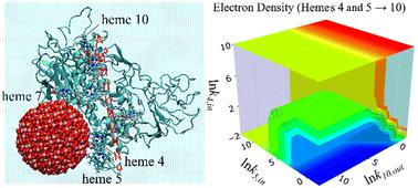 Adsorption and electron transfer of metal-reducing decaheme cytochrome protein MtrF on iron oxide nanoparticle surfaces†