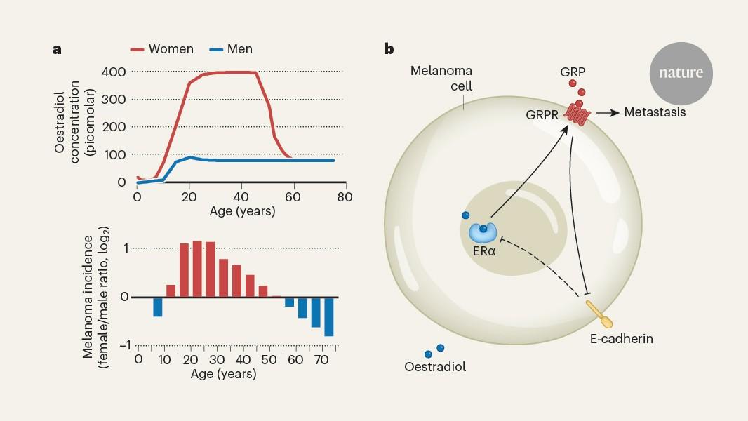 Sex differences in skin-cancer risk are linked to oestrogen levels