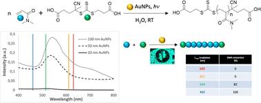 Photoinduced electron transfer RAFT polymerization of N,N-dimethylacrylamide via plasmonic excitation of gold nanoparticles in water†