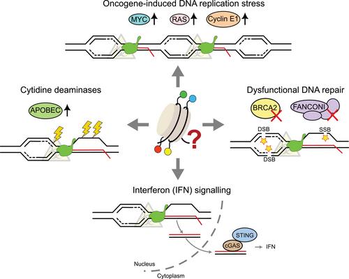 Transcription-Replication Conflicts: Unlocking New Frontiers in Cancer