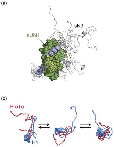 Dynamic protein interactions probed by NMR spectroscopy