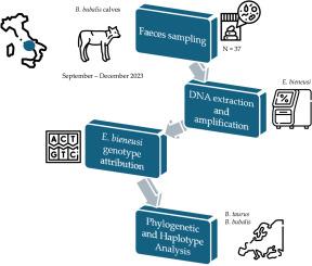 Enterocytozoon bieneusi in Italian water buffalo calves (Bubalus bubalis): An exploratory haplotype analysis within Bovidae family in the European context