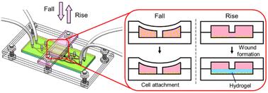 Microfluidic-based wound healing assays for investigating the effects of matrix viscoelasticity on tumor cell migration†