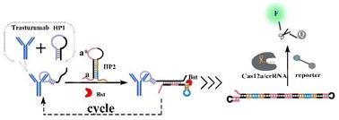 Target-induced recycling and self-folding hairpin primer-mediated LAMP activation of CRISPR/Cas12a for highly sensitive aptamer-based therapeutic antibody assay