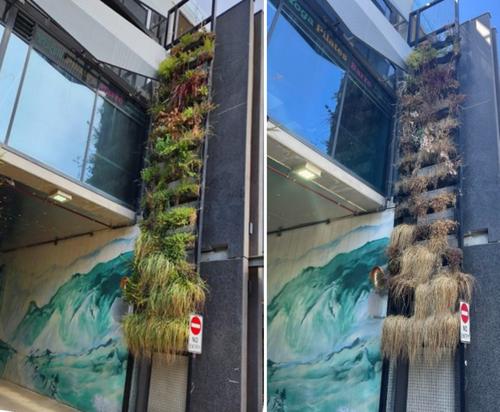The Right Tree in the Right Place: Why Are Urban Tree Targets in Australia Harder Than They Seem?
