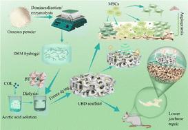 Engineered decalcified bone matrix/barium titanate piezoelectric composite scaffolds for bone regeneration†