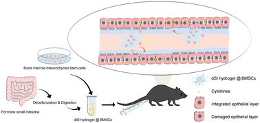 Decellularized small intestinal hydrogel-encapsulated BMSCs attenuate dextran sulfate sodium-induced colitis in mice via immunomodulation and tissue repair