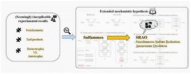 Revisiting simultaneous sulfate reduction and ammonium oxidation in wastewater treatment – from inexplicable experimental observations to extended mechanistic hypotheses†