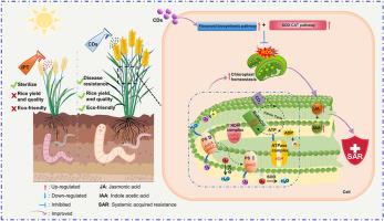 Carbon dots as a green alternative for preventing Magnaporthe oryzae infection in rice: Mechanisms of disease resistance