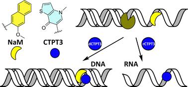 Towards a hydrolysis stable artificial base pair with C-glycosides†
