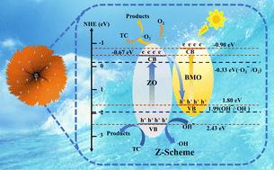 Hierarchical 0D/3D Z-scheme heterojunction of ZnO quantum dots/flower-like Bi2MoO6 microspheres for efficient photocatalytic degradation of tetracycline†