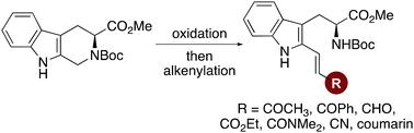 Environment-sensitive fluorescent tryptophan analogues via indole C-2 alkenylation reactions†