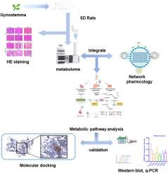 Gynostemma pentaphyllum promotes strained skeletal muscle protein regeneration by adjustment of liver and spleen function via PXR-IL-6-SERCA1a