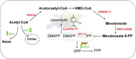 Biosynthesis of irregular monoterpene lavandulol in Saccharomyces cerevisiae