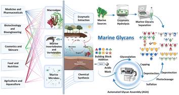 Exploring marine glycans: structure, function, and the frontier of chemical synthesis