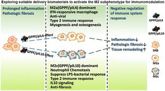 Dual-functionalized graphene oxide induces M2a and M2c macrophage polarization to orchestrate inflammation and tissue remodeling†