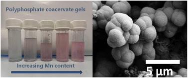 Polyphosphate coacervate gels for manufacturing of manganese loaded glass powders and fibres: structural, cytocompatibility and surface bioactivity study†