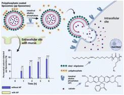 Addressing the polycation dilemma in drug delivery: charge-converting liposomes