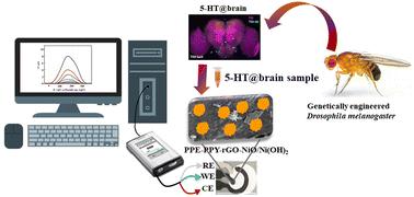 Conductive nano nickel oxide/hydroxide paper electrochemical sensor for serotonin detection in genetically engineered Drosophila†